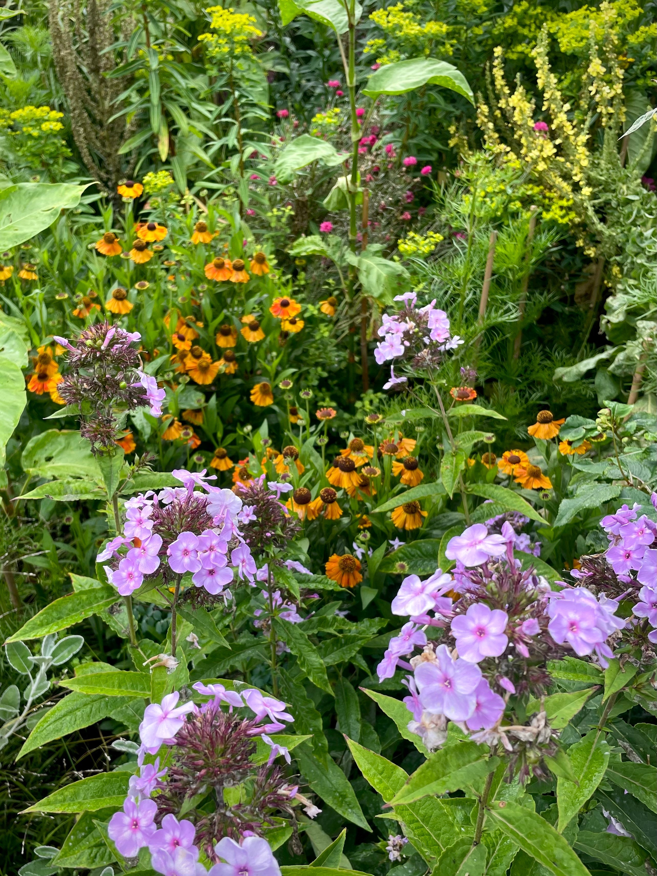 Staking and summer phloxes