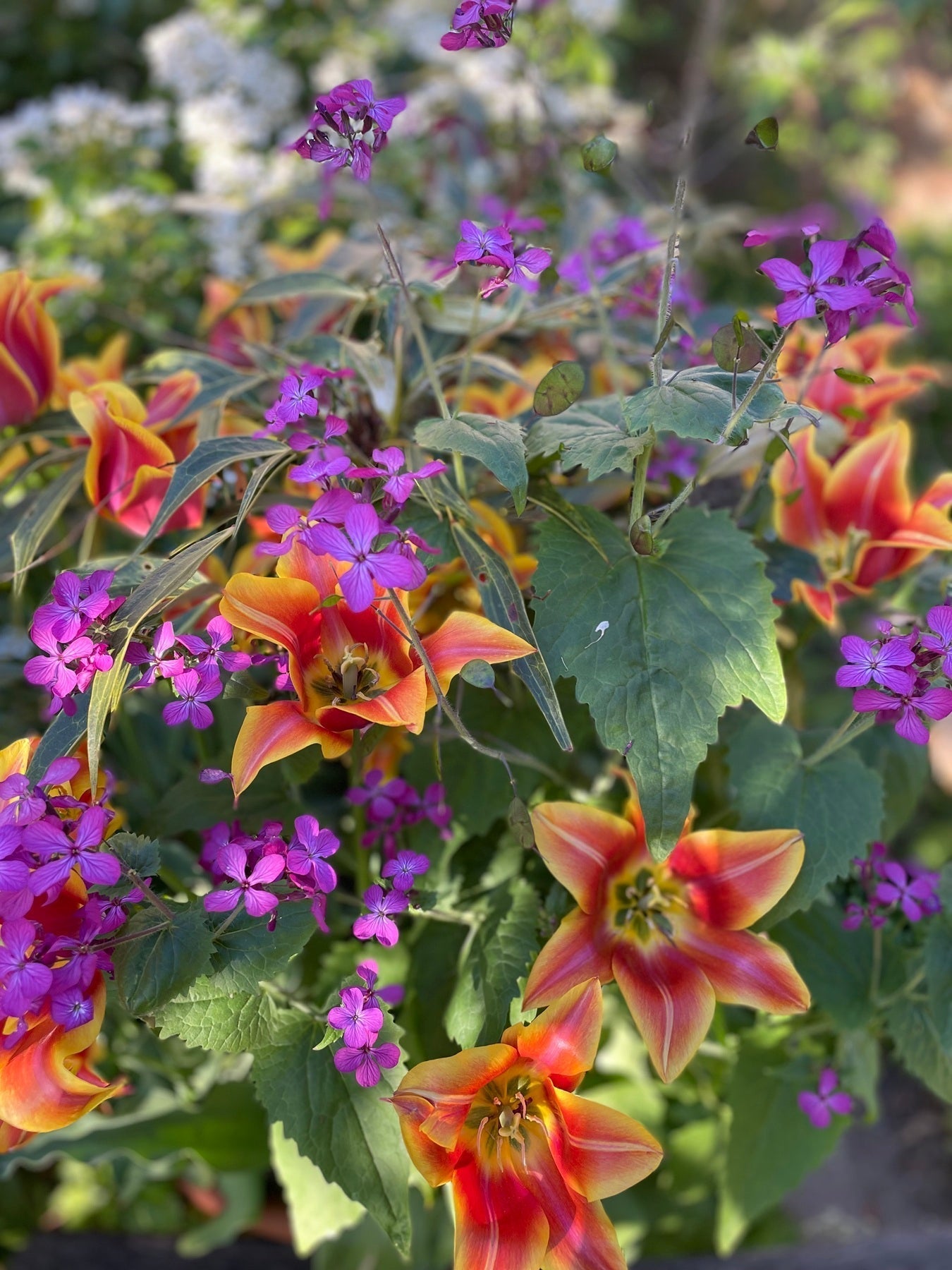 Biodiversity at Great Dixter