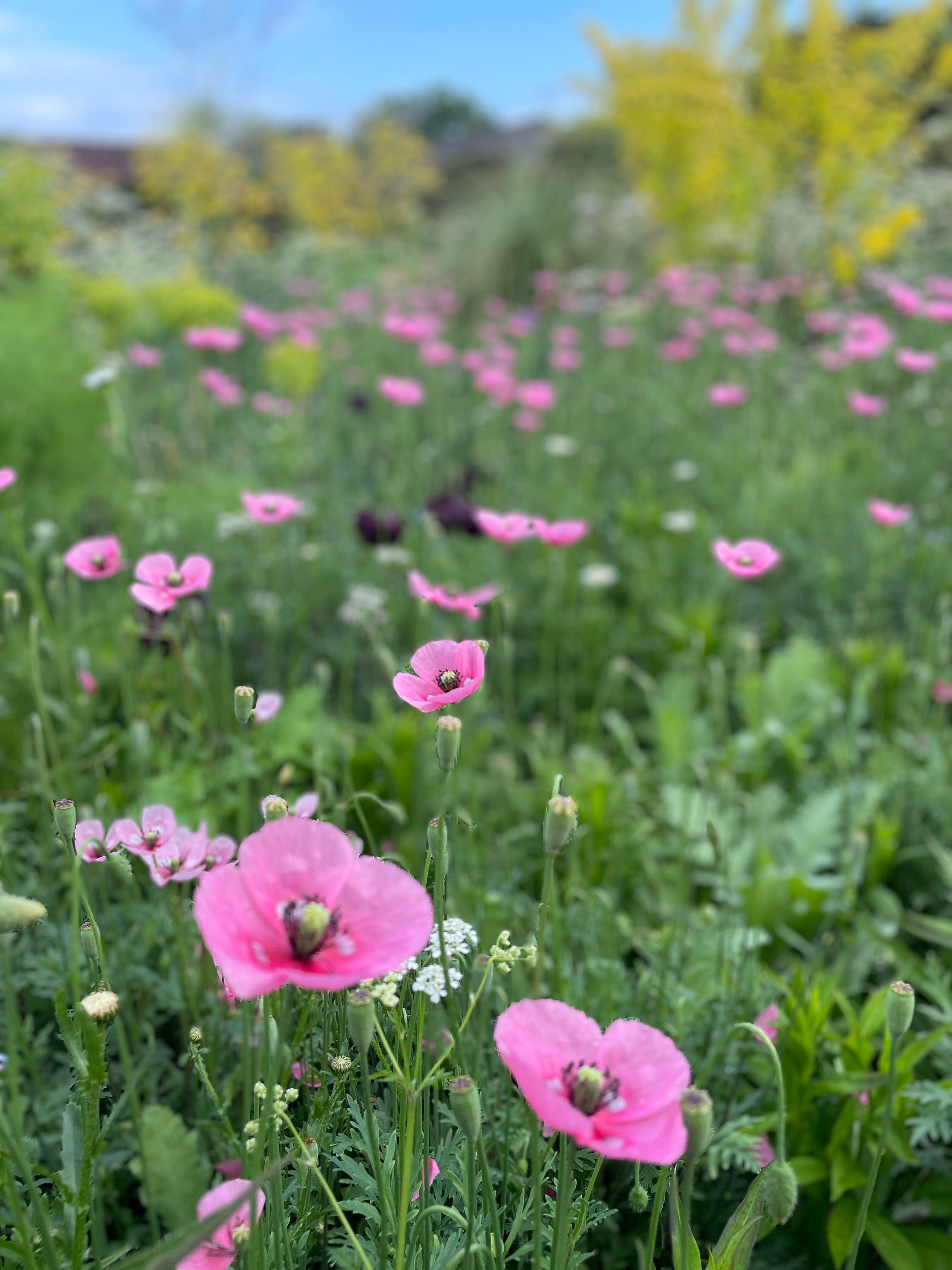 Beth poppy at Great Dixter