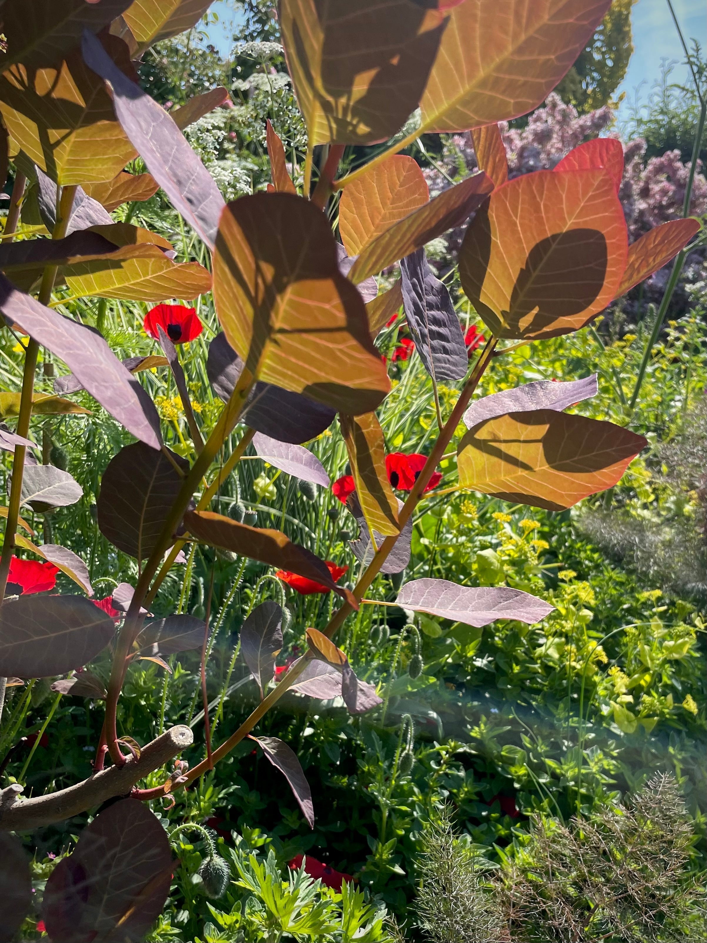 Goodbye to the paths