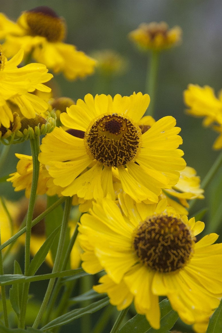 Achillea 'Credo'