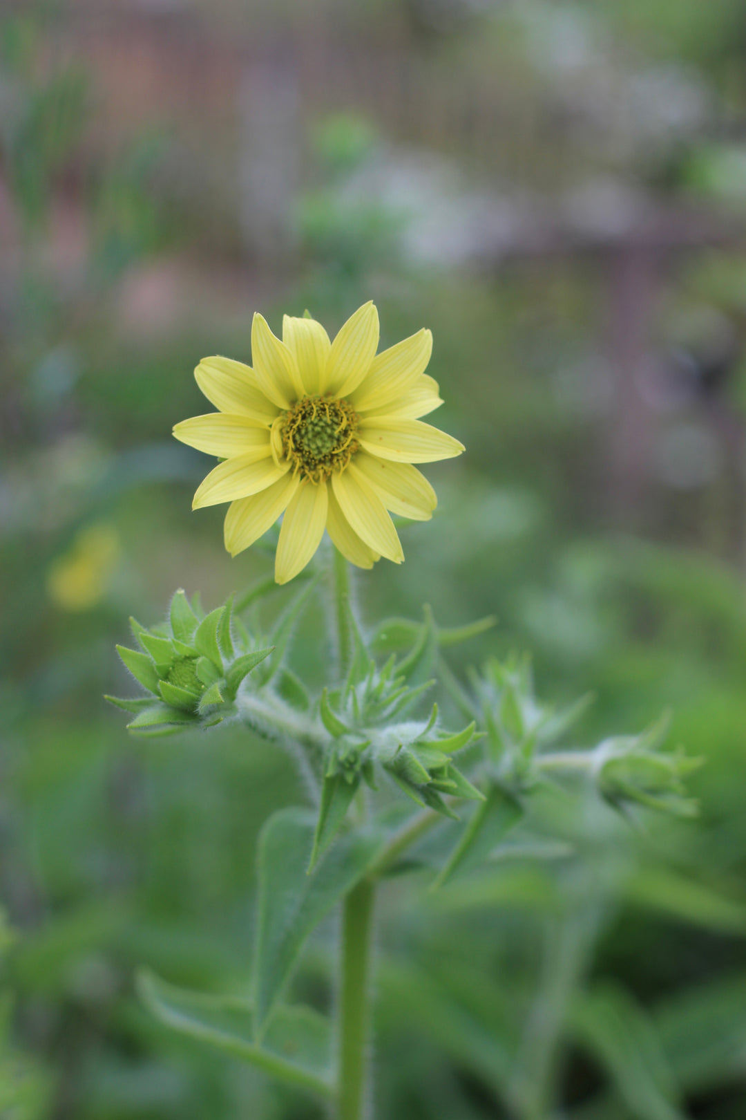 Silphium mohrii