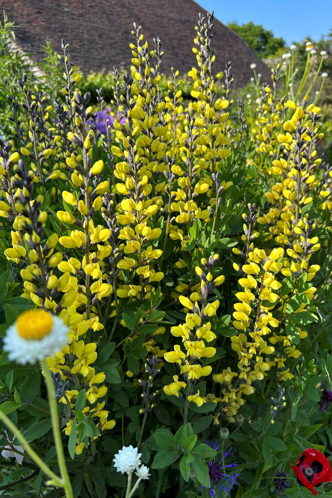 Baptisia 'Lemon Meringue'