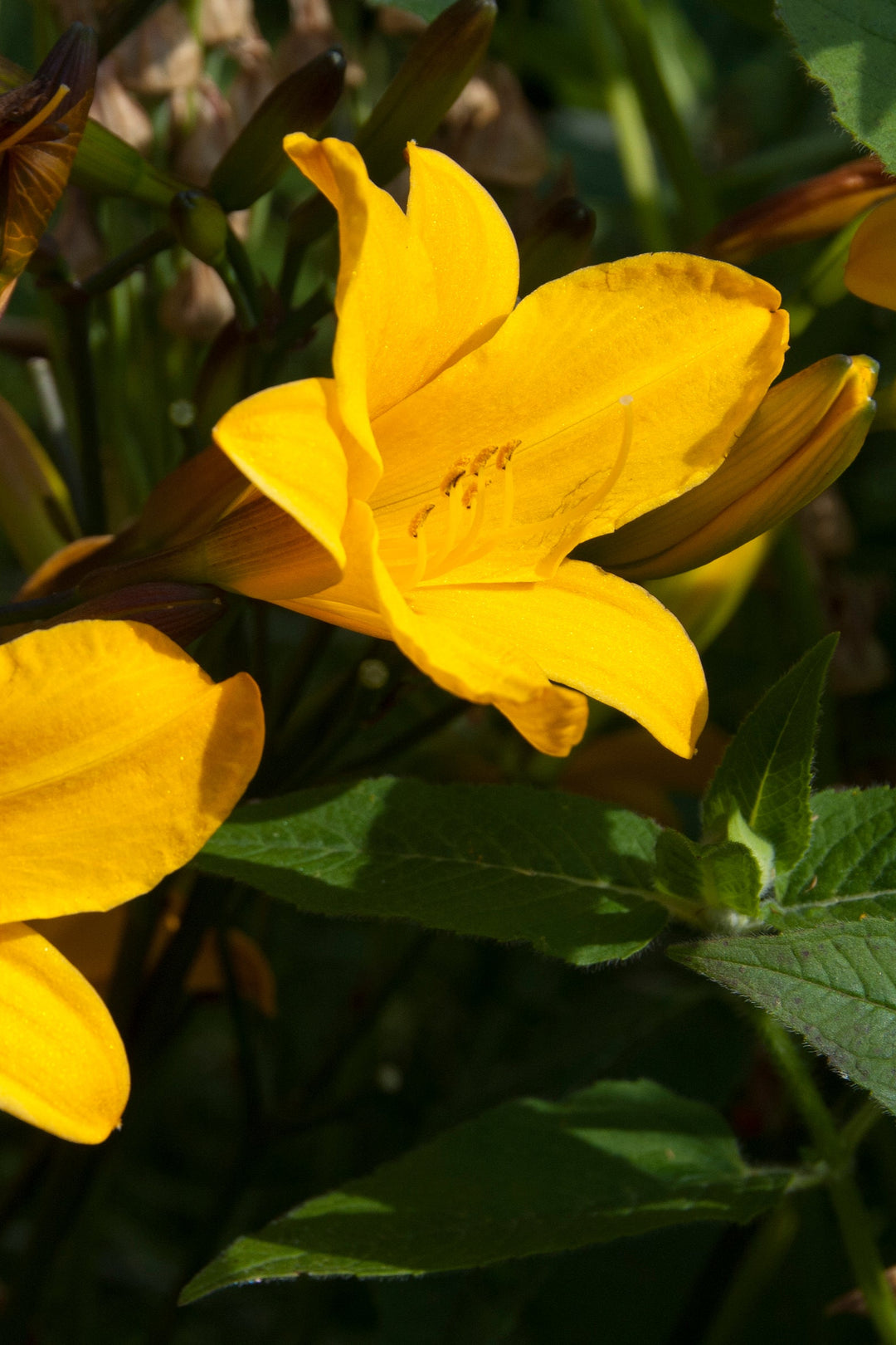Hemerocallis 'Golden Chimes'