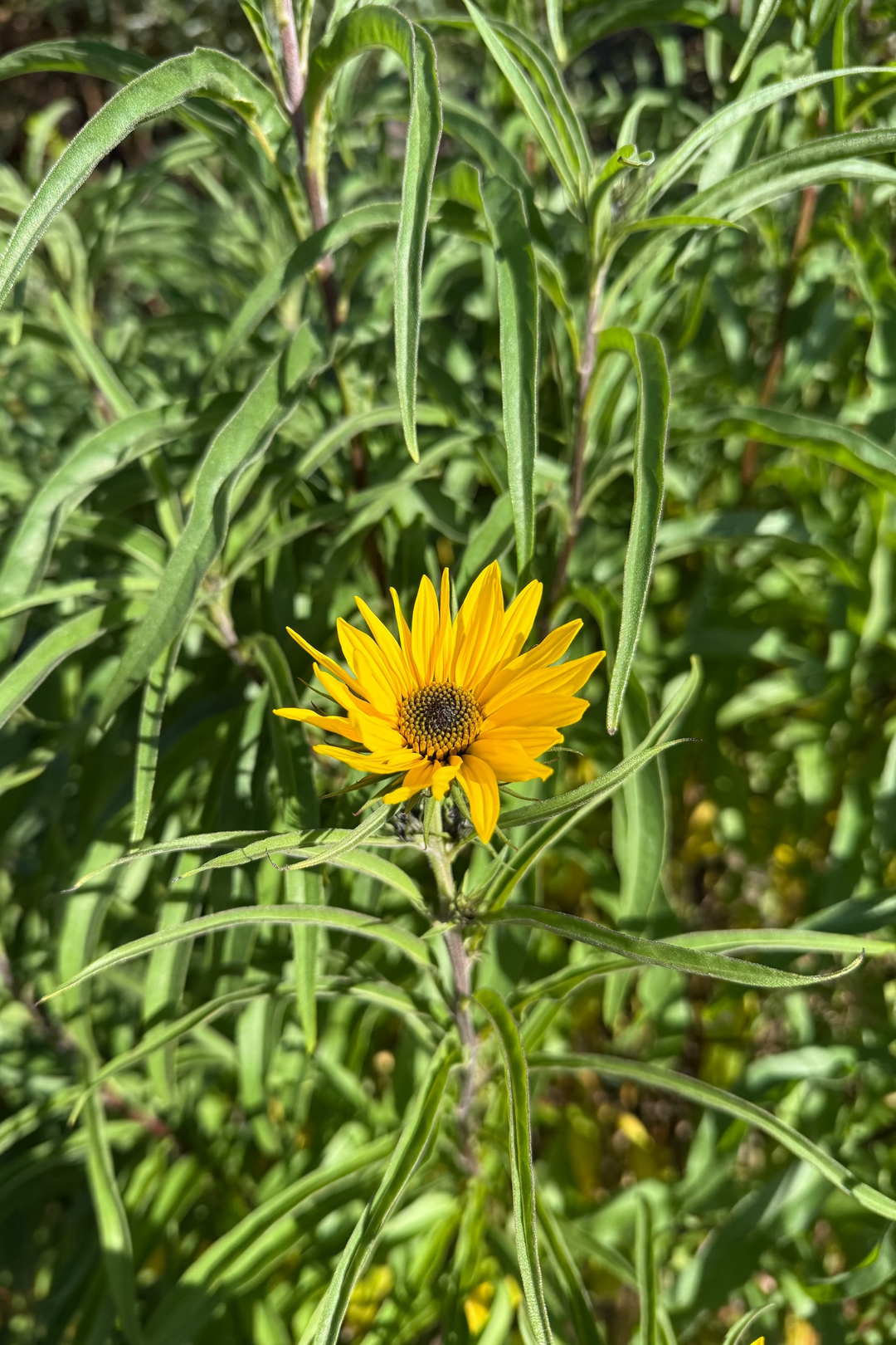 Helianthus maximiliani 'Santa Fe'