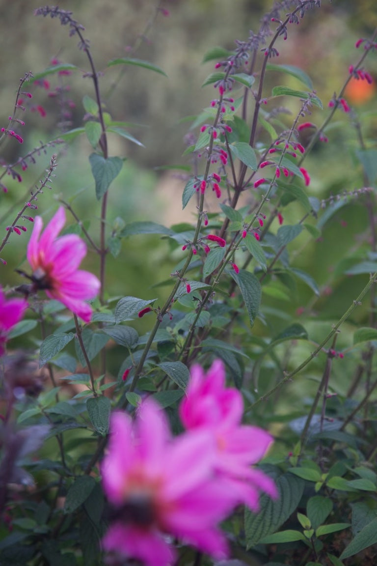 Salvia curviflora