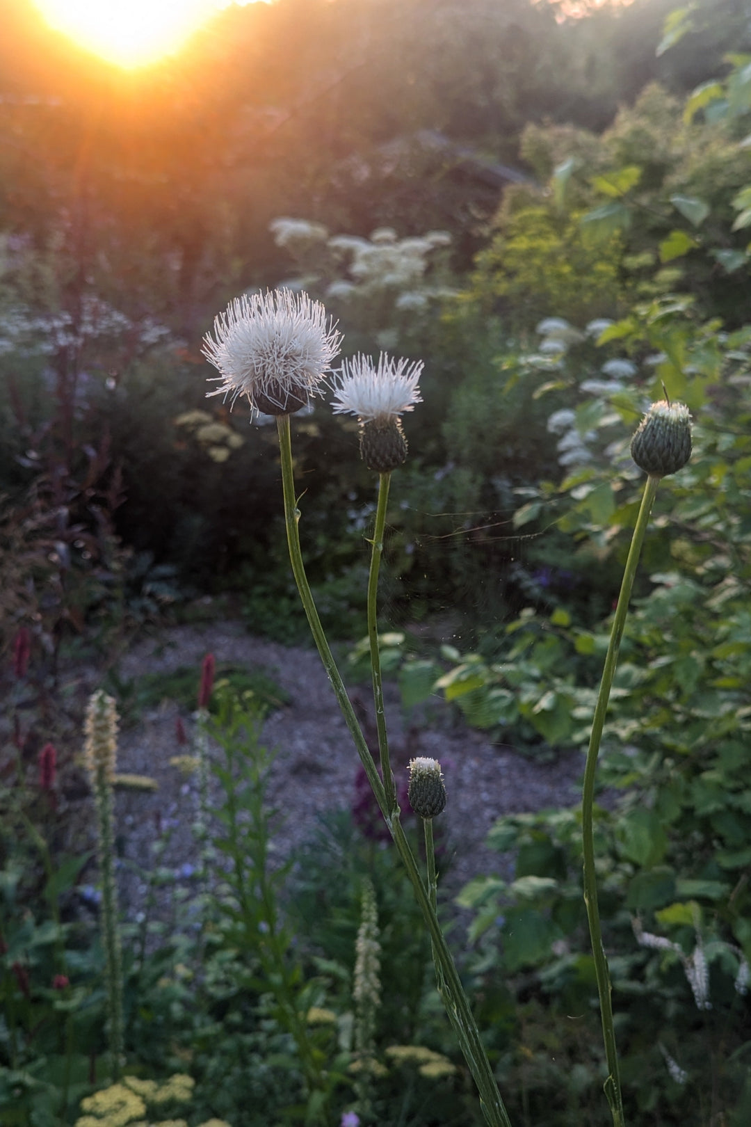 Klasea Bulgarica (Syn. Serratula bulgarica) flowerhead at sunset