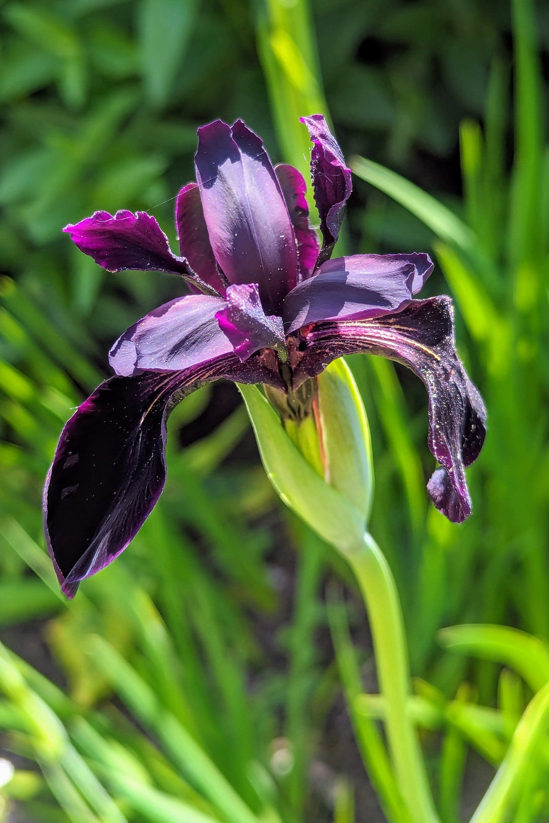Iris chrysographes