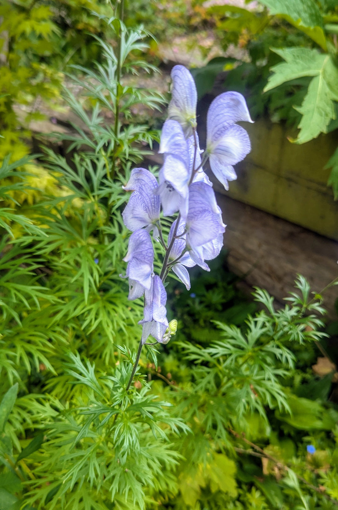 Aconitum 'Stainless Steel' AGM