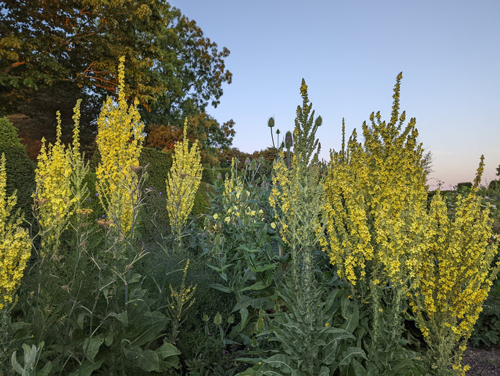 Verbascum olympicum
