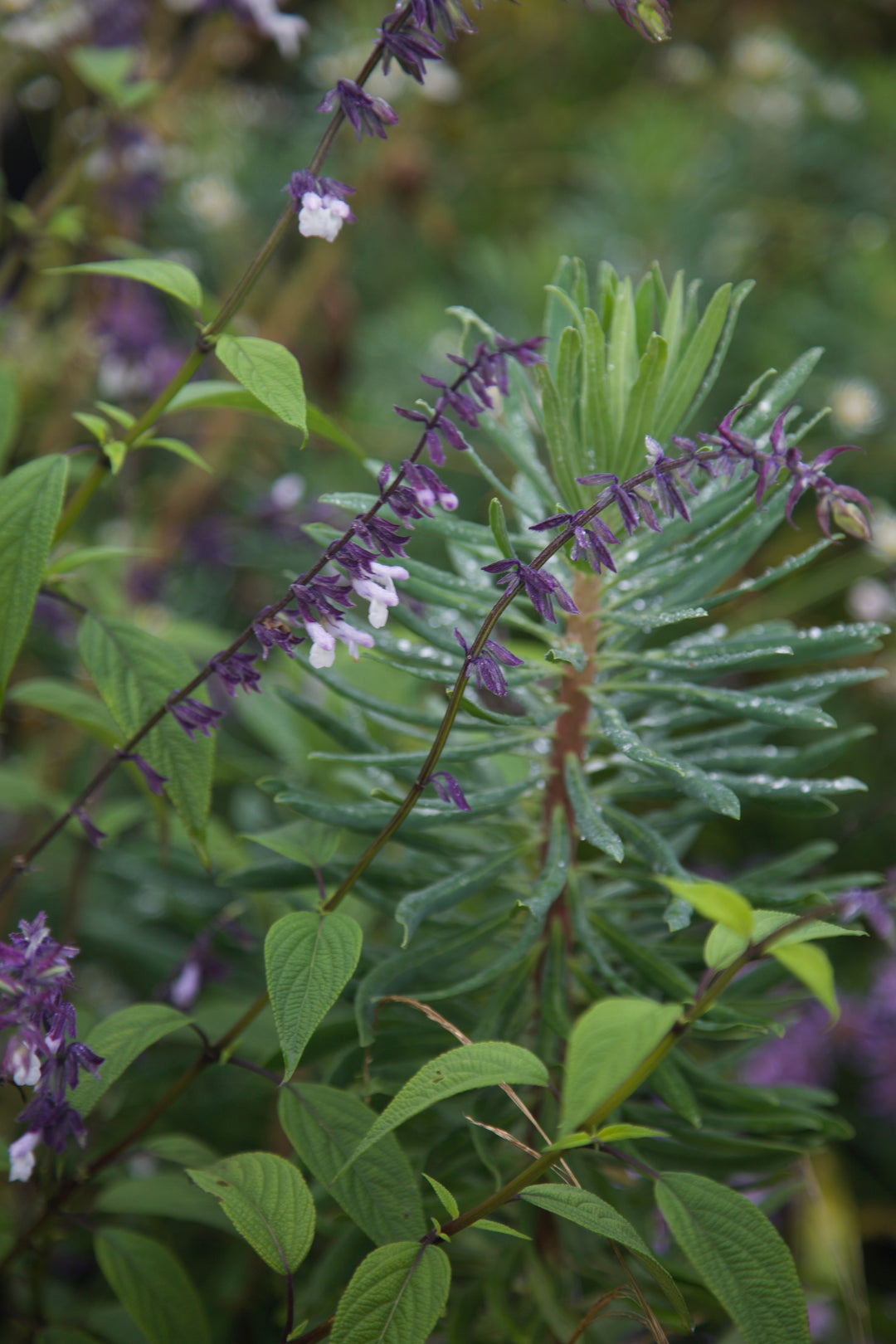 Salvia 'Phyllis Fancy'