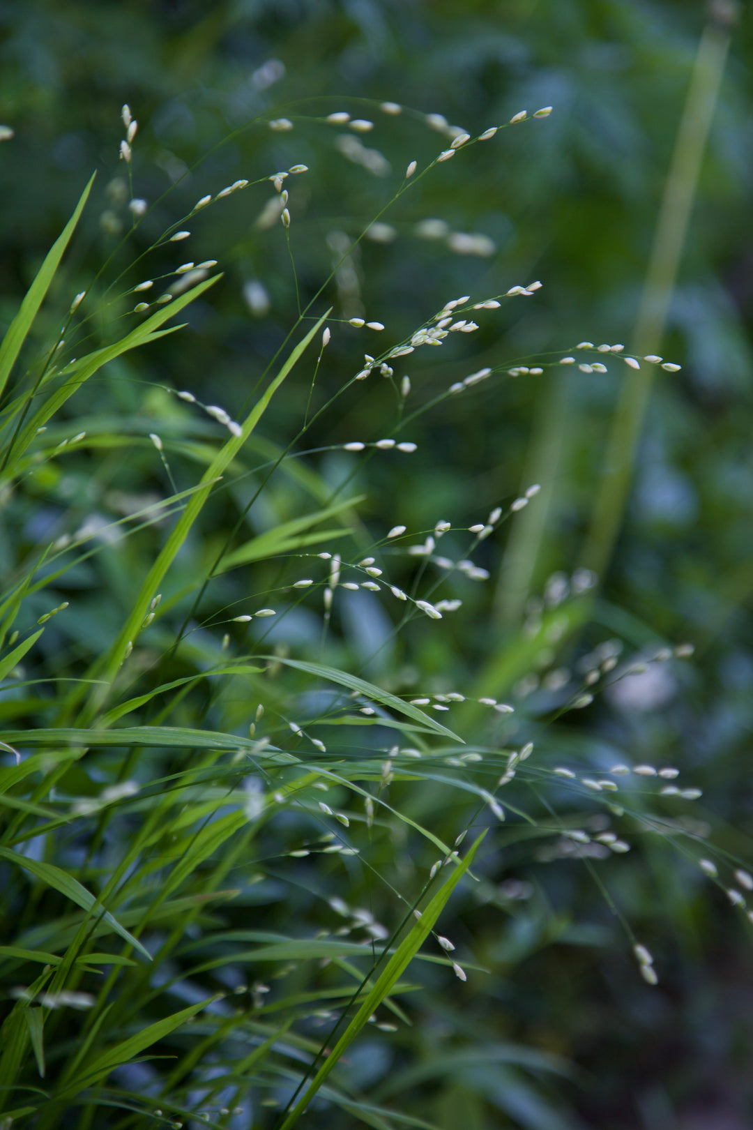 Melica uniflora f. albida AGM