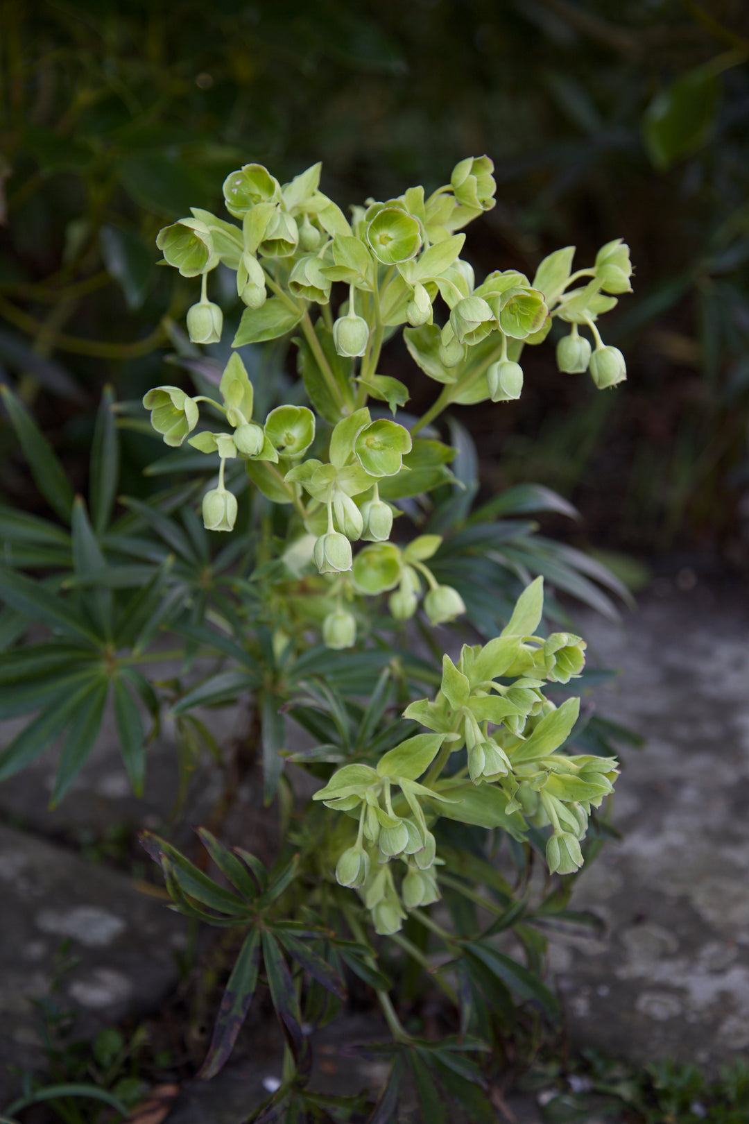 Helleborus foetidus AGM