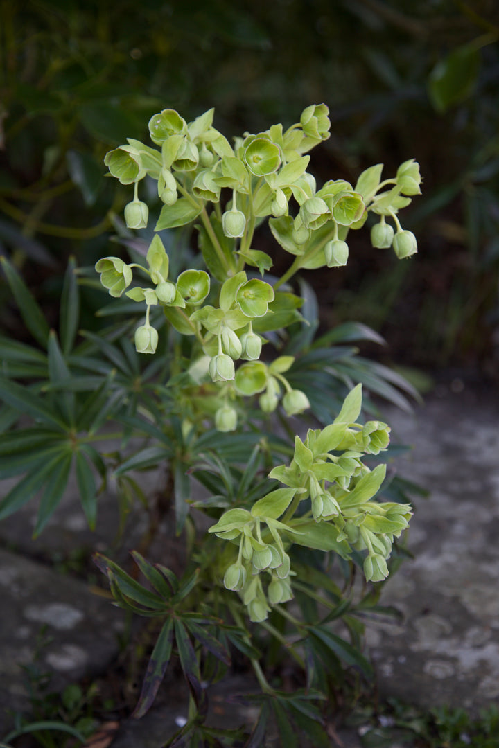 Helleborus foetidus AGM