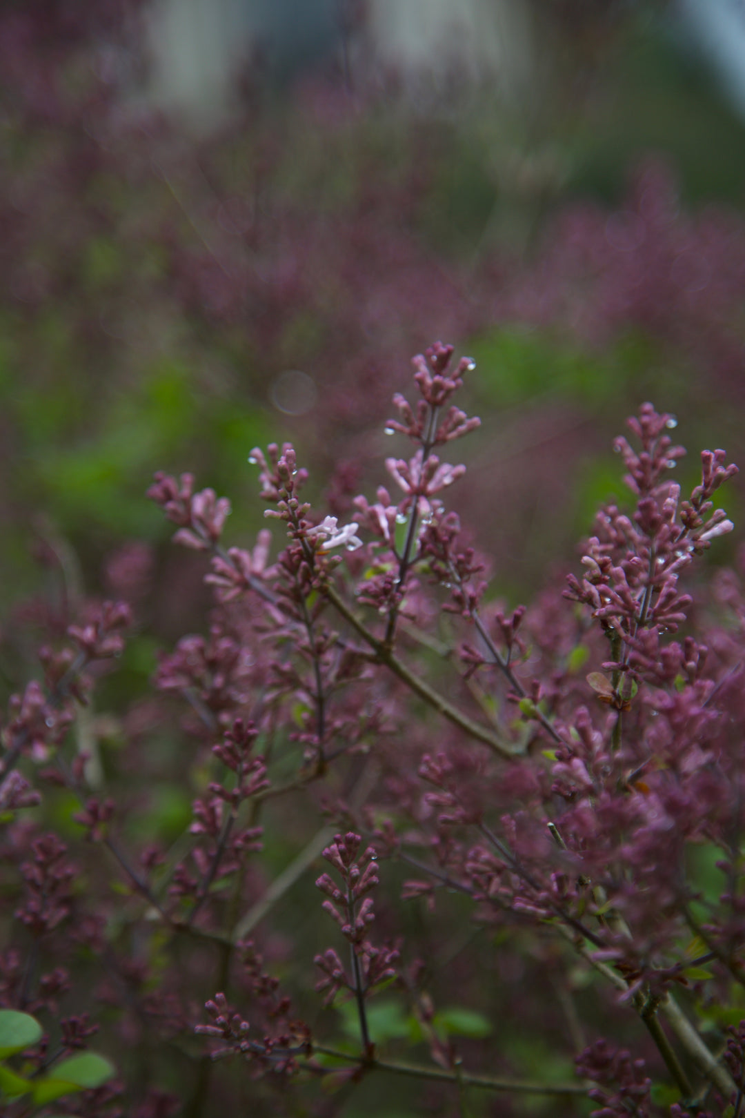 Syringa meyeri 'Palibin'