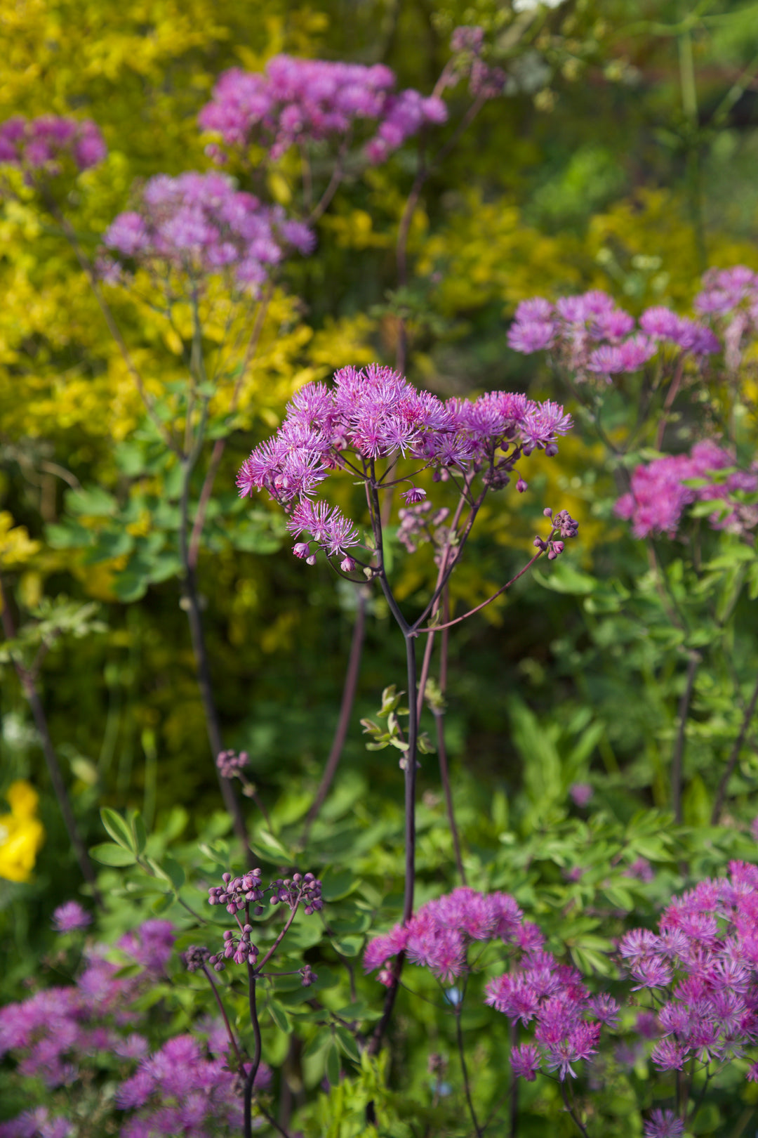 Thalictrum aquilegiifolium