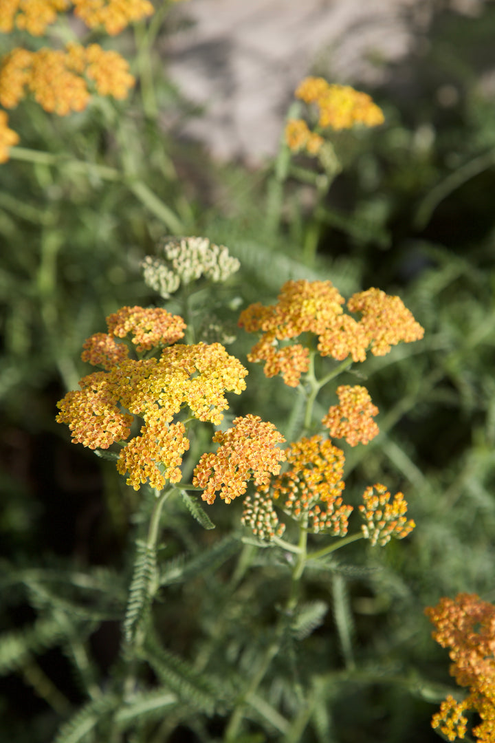 Achillea 'Terracotta'