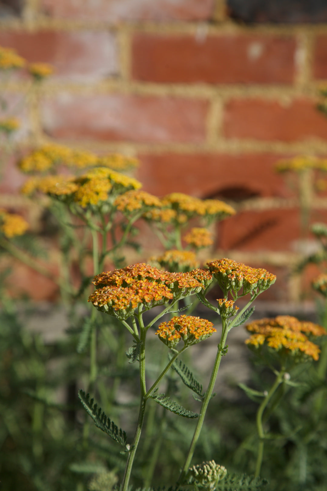 Achillea 'Terracotta'