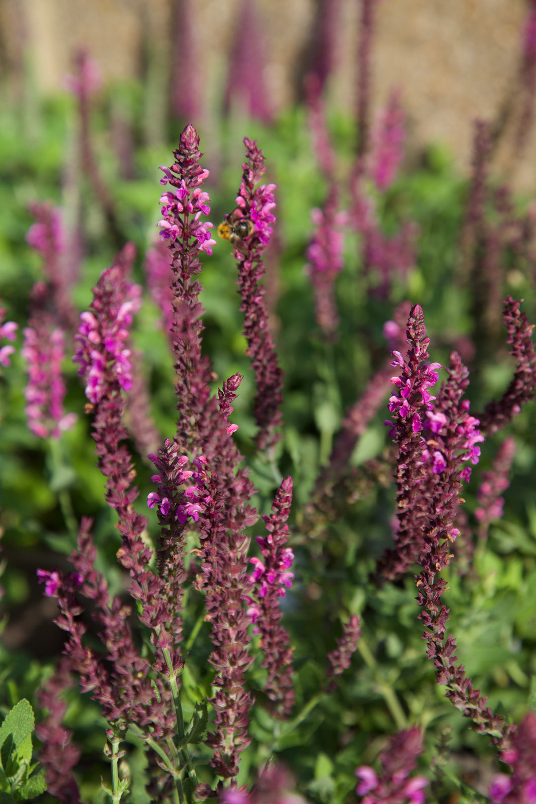 Salvia nemorosa 'Pink Friesland'