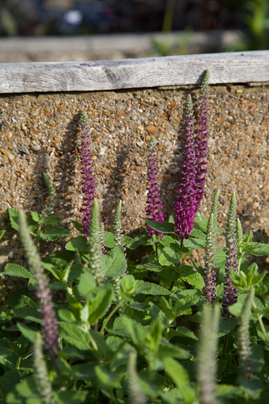 Teucrium hircanicum