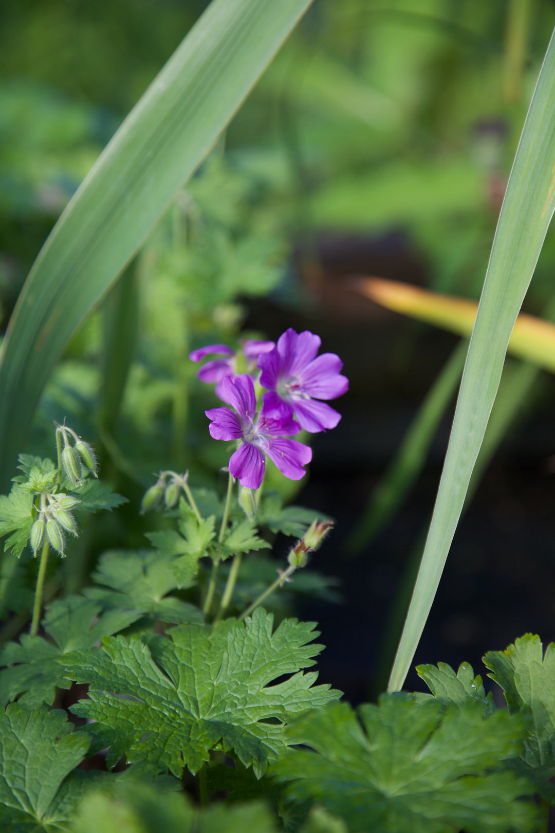 Geranium 'Sirak'