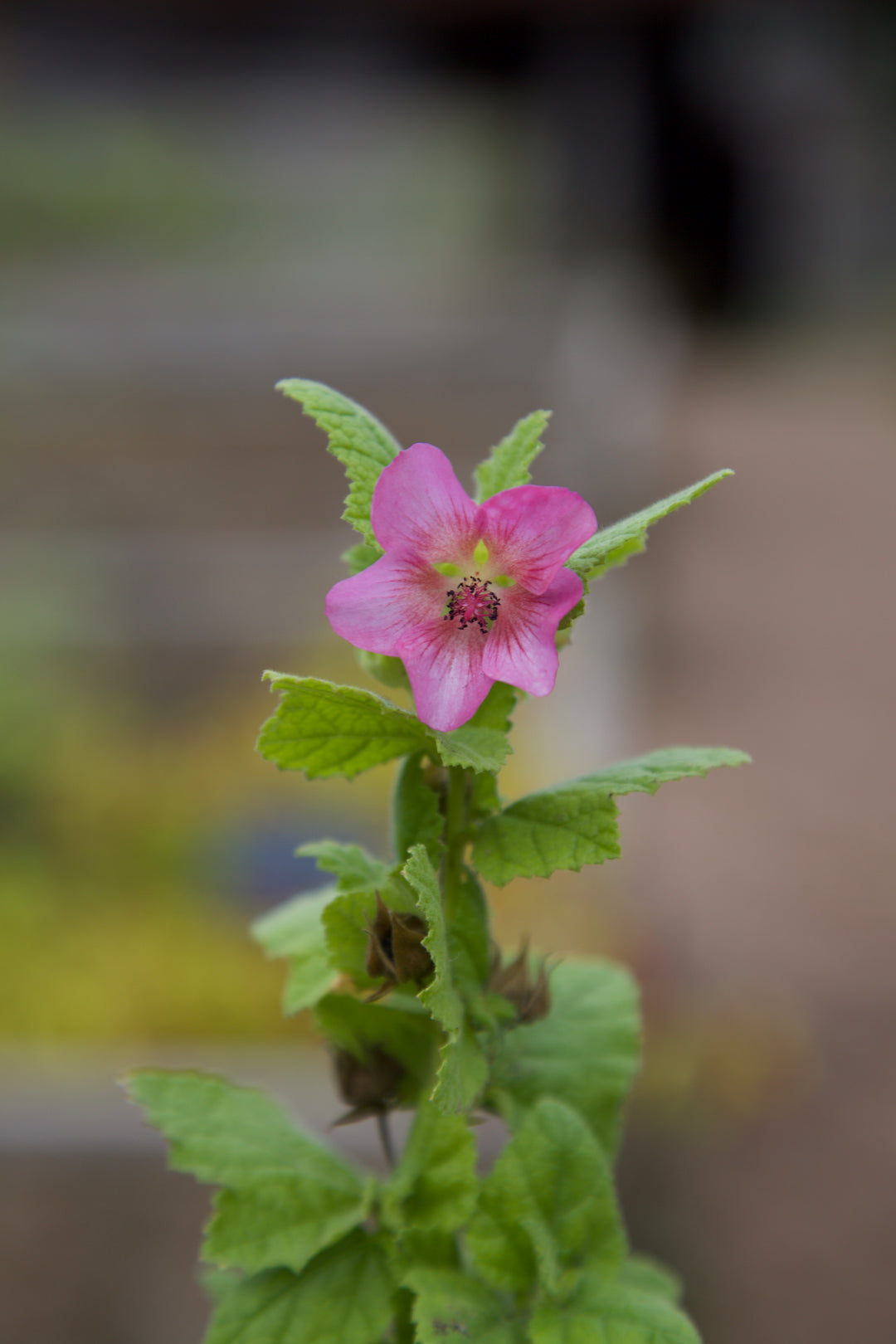 Anisodontea scabrosa