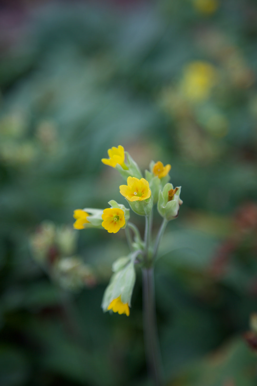 Primula veris
