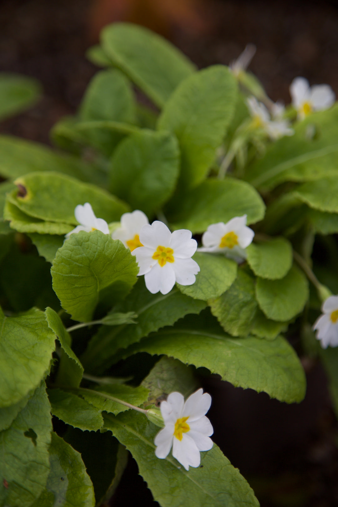 Primula vulgaris 'Taigetos'