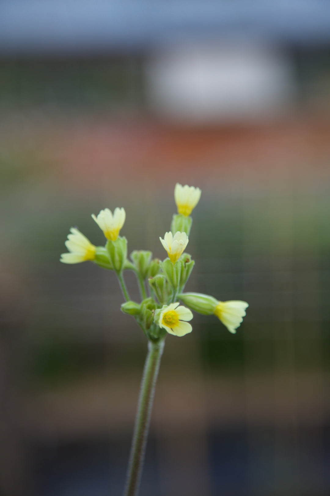 Primula elatior AGM