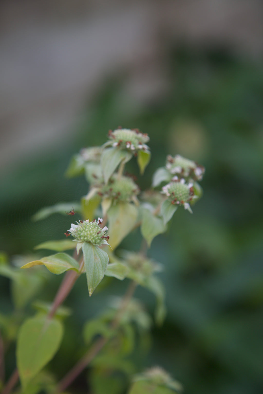 Pycnanthemum muticum