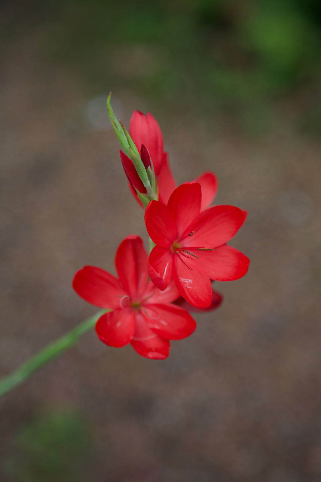 Hesperantha coccinea 'Major' AGM