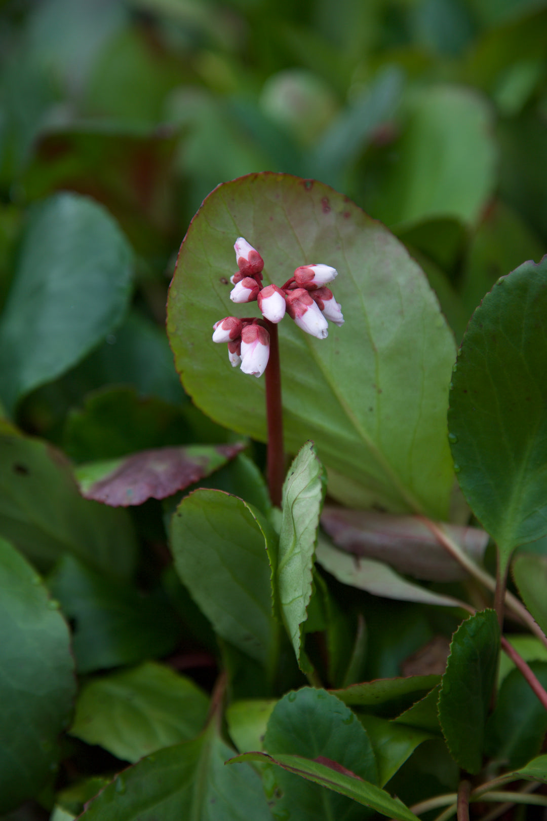 Bergenia 'Snow Crystal'