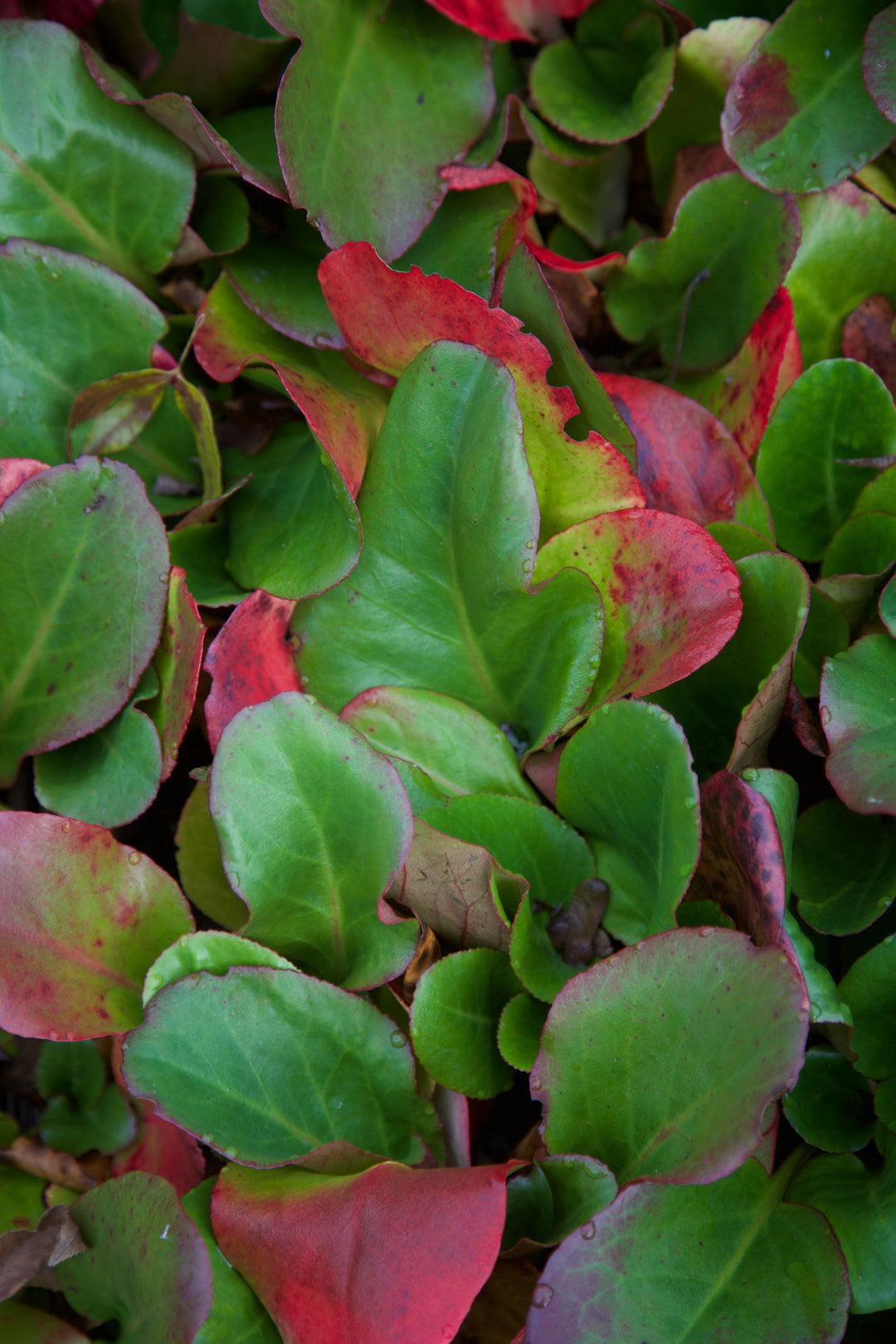 Bergenia 'Eroica'