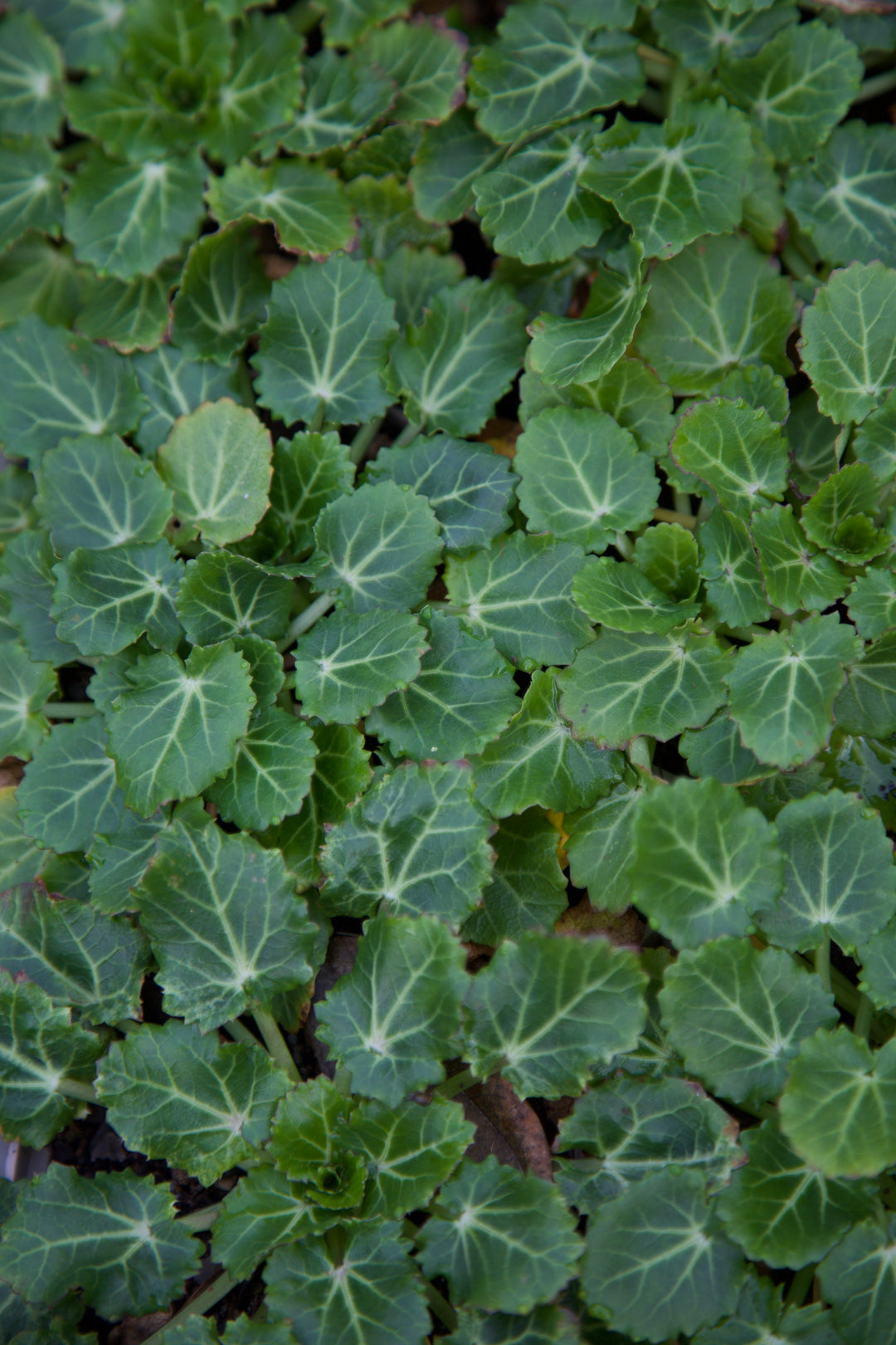 Eryngium variifolium