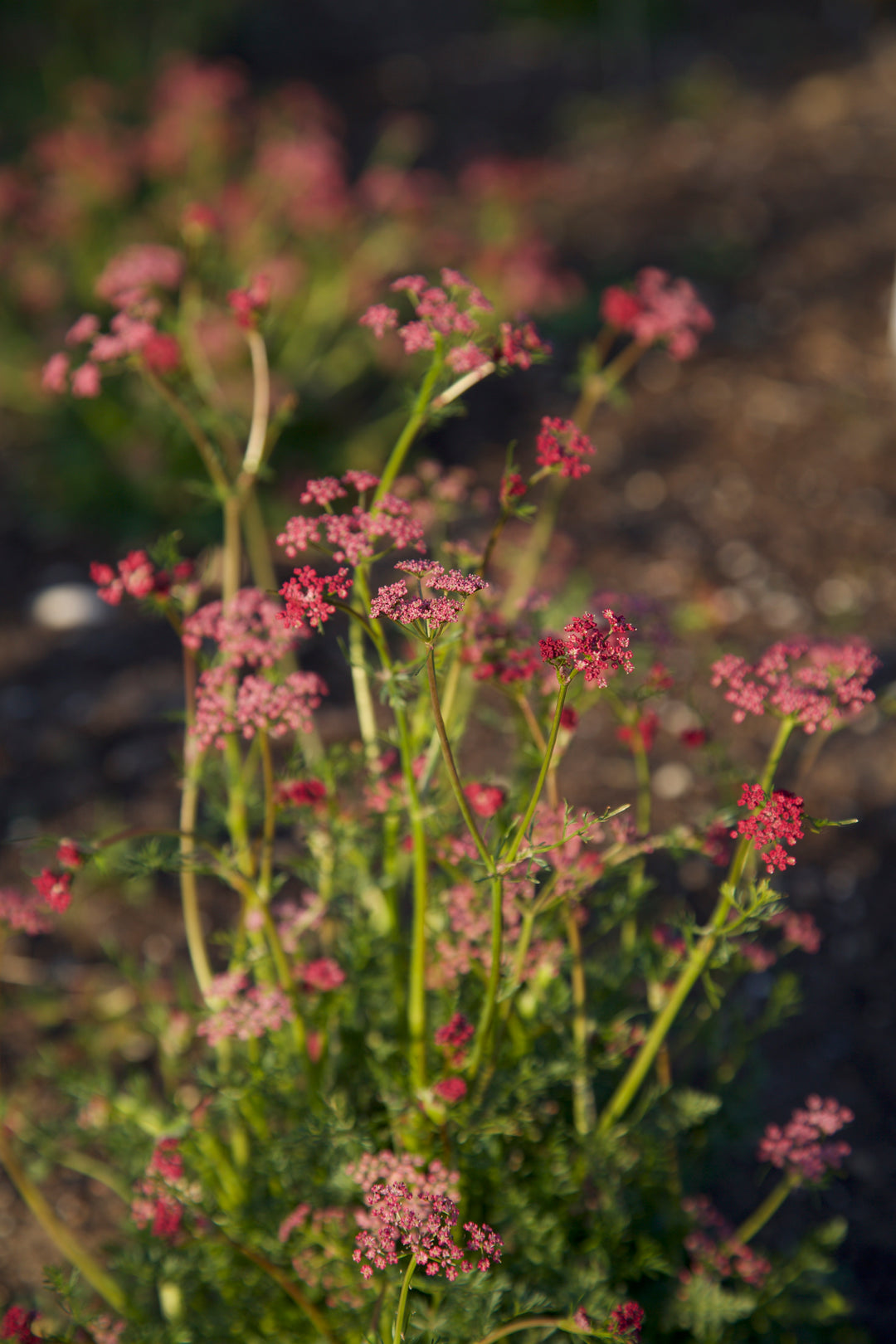 Carum carvi 'Pink Form'