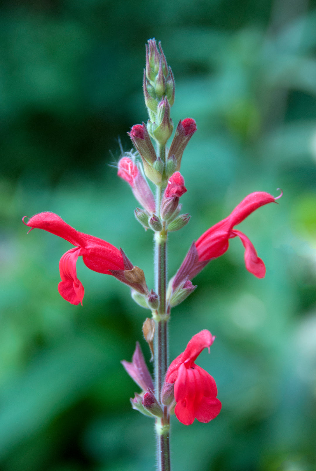 Salvia darcyi