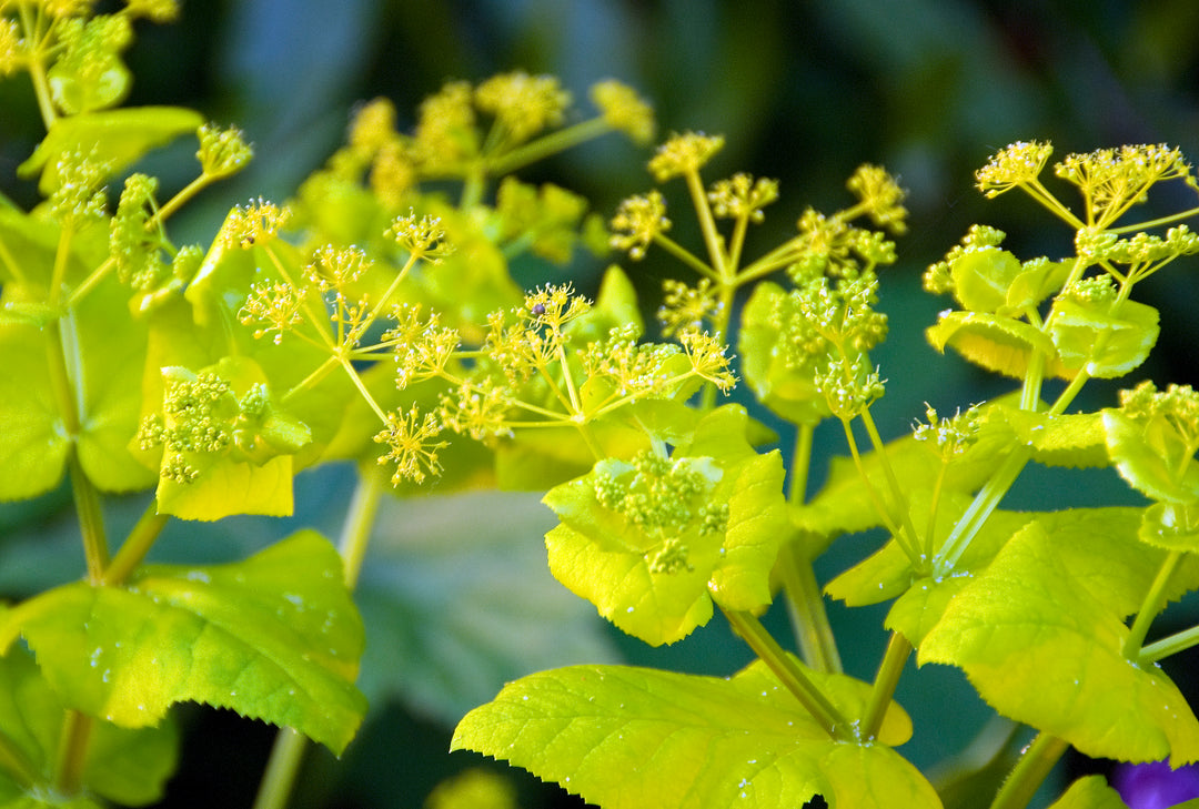 Great Dixter Seed - Smyrnium perfoliatum