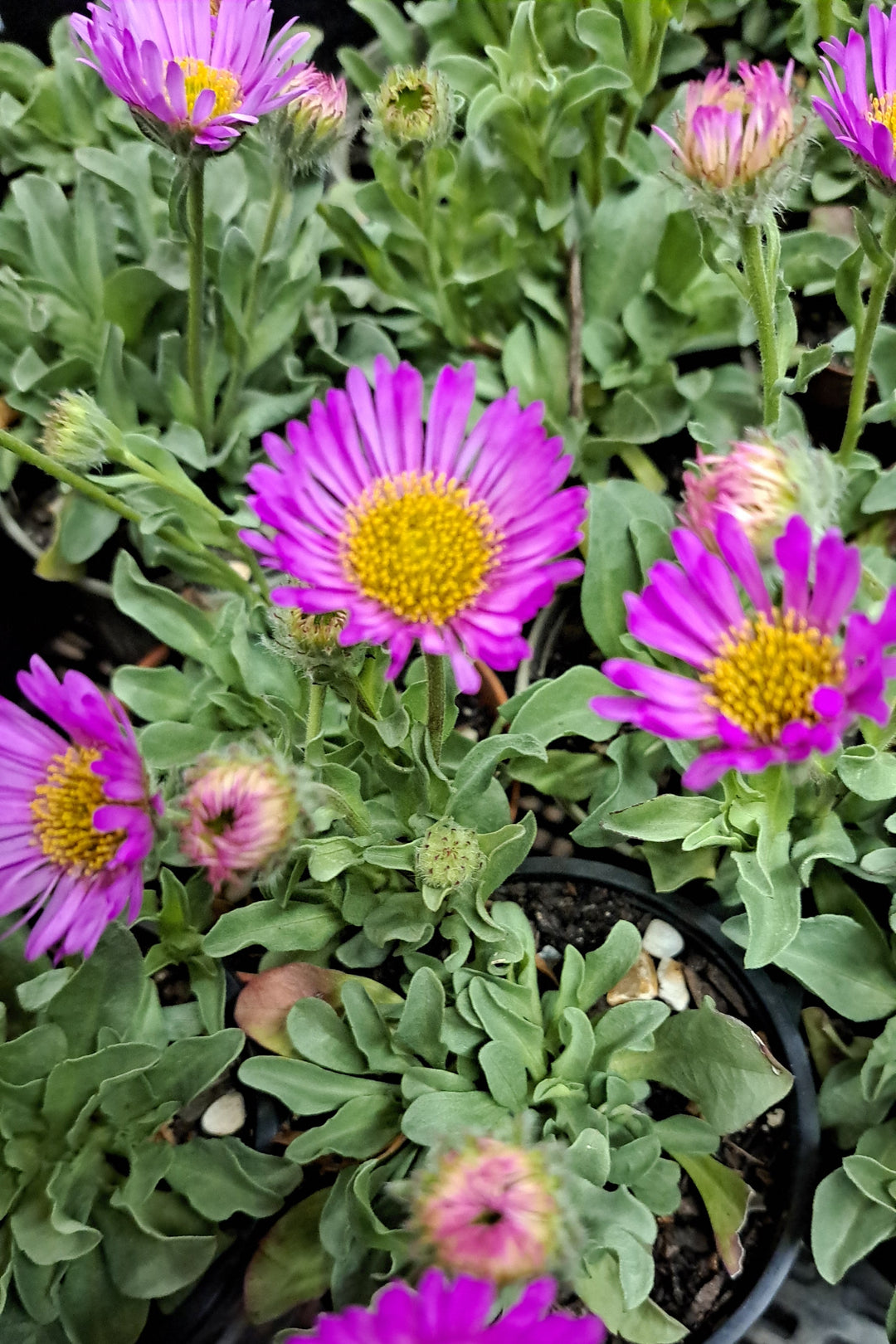 Erigeron glaucus 'Sea Breeze'