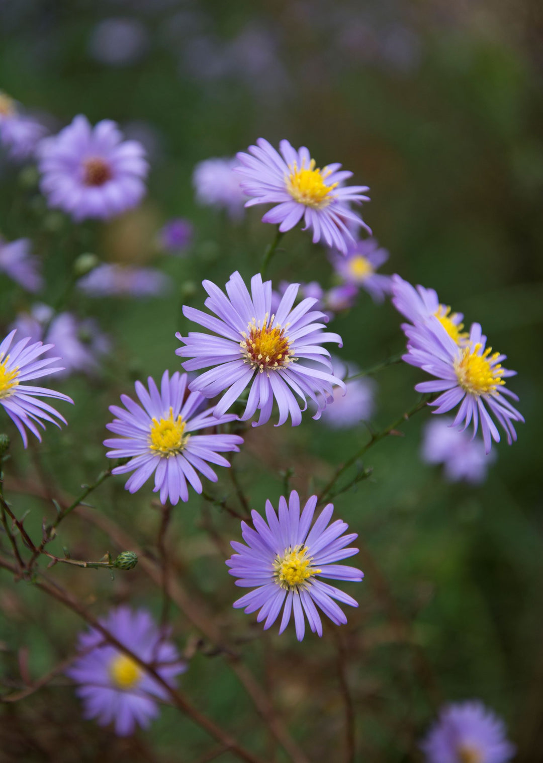 Symphyotrichum turbinellum AGM