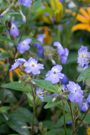 Great Dixter Seed- Browallia americana – Great Dixter House and