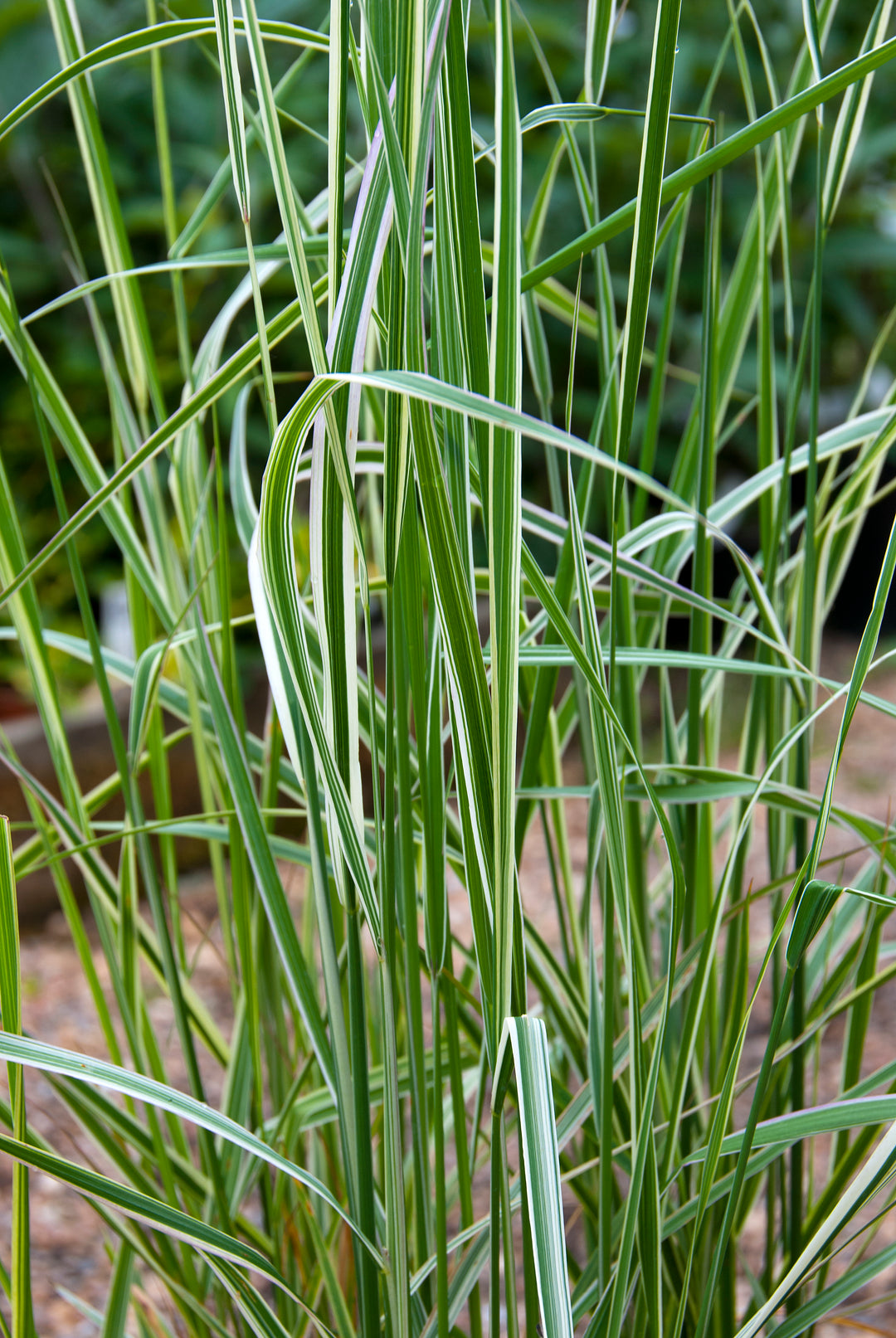 Calamagrostis x acutiflora 'Overdam'