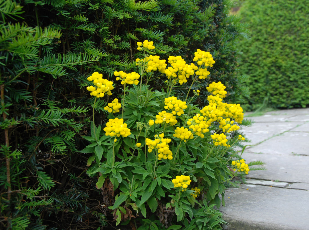 Calceolaria integrifolia