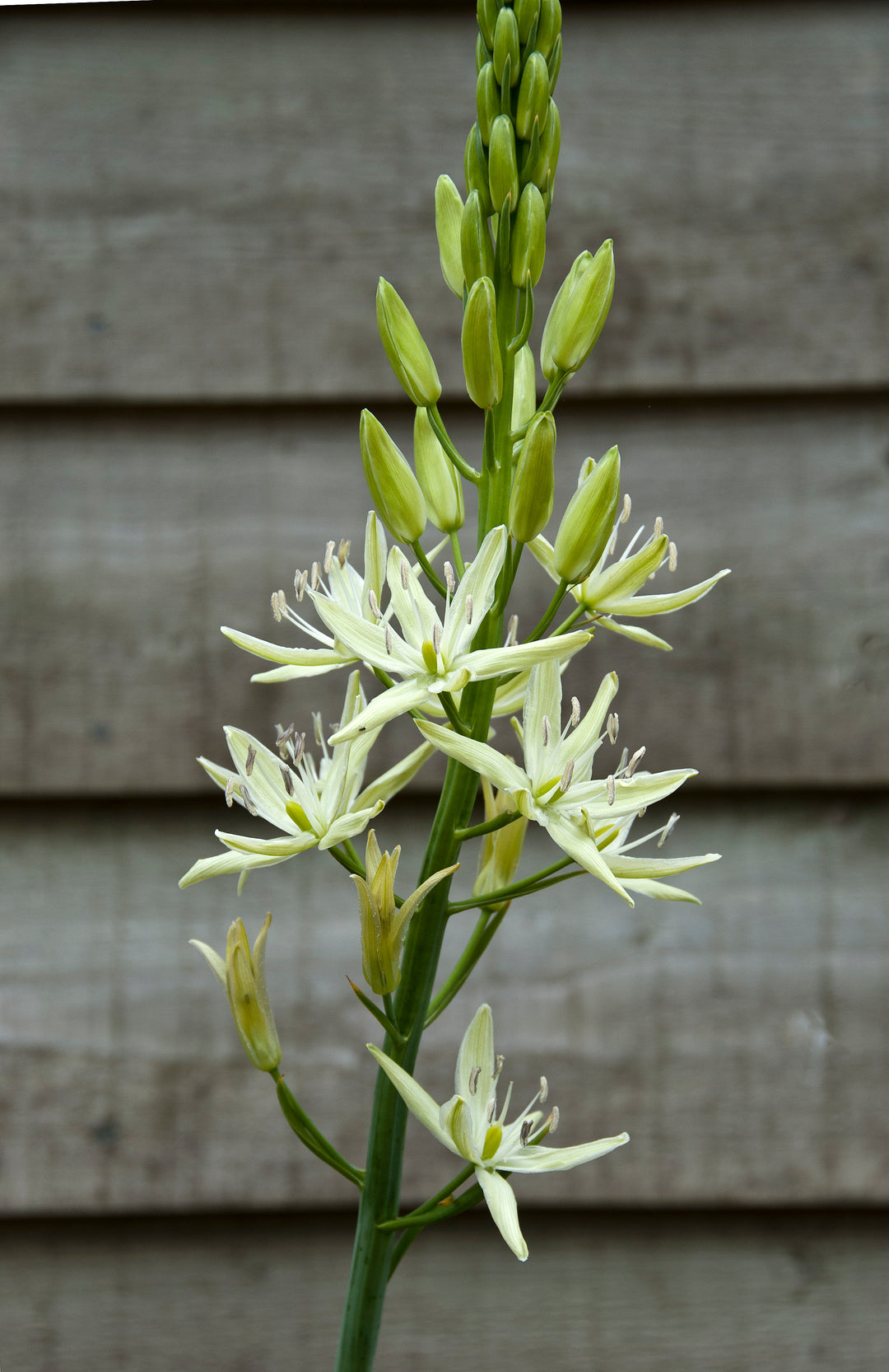 Camassia leichtlinii subsp. leichtlinii