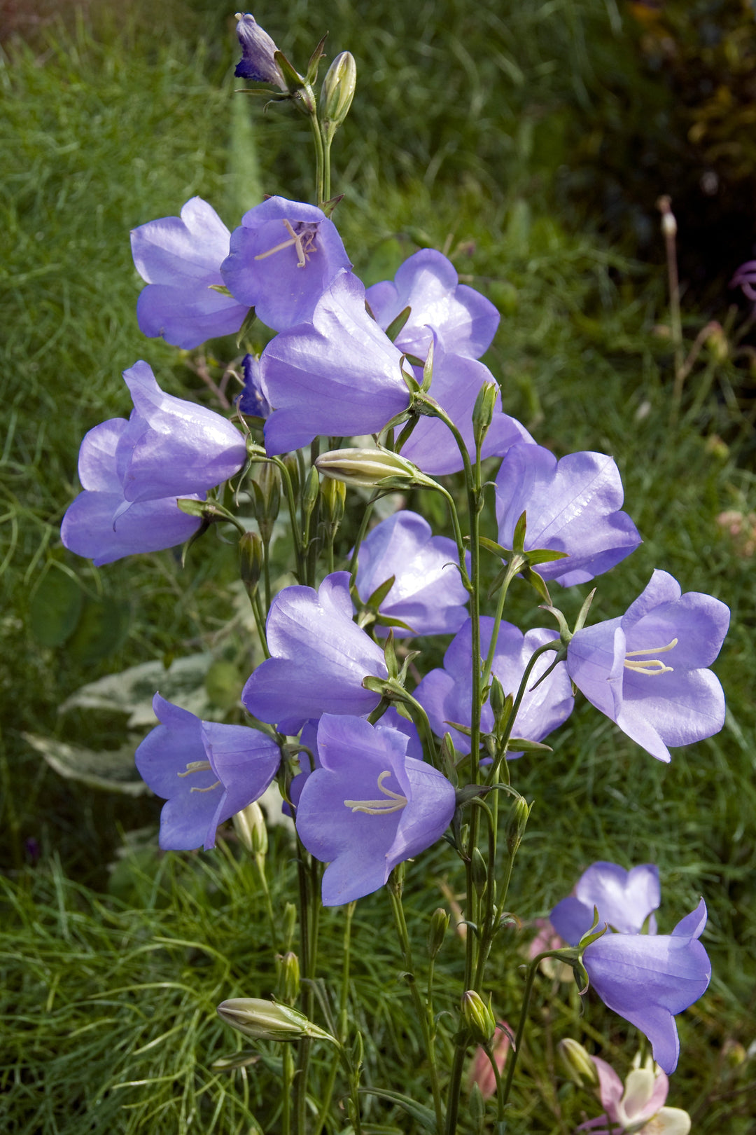Campanula persicifolia