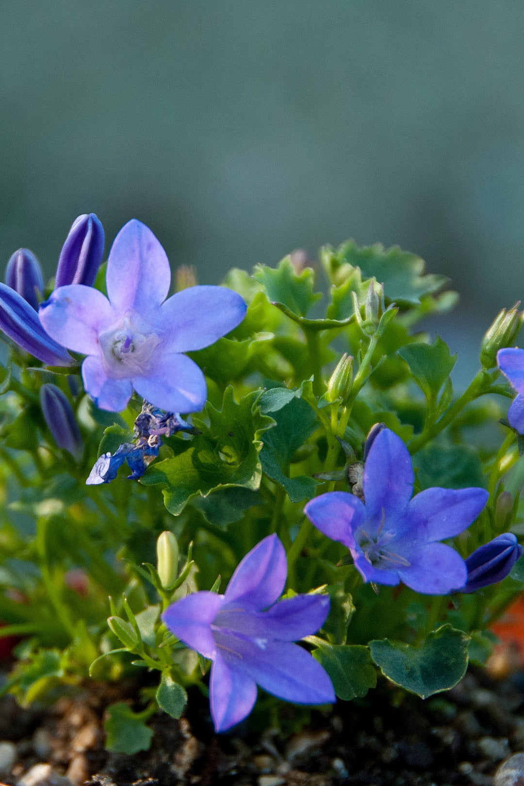 Campanula portenschlagiana AGM