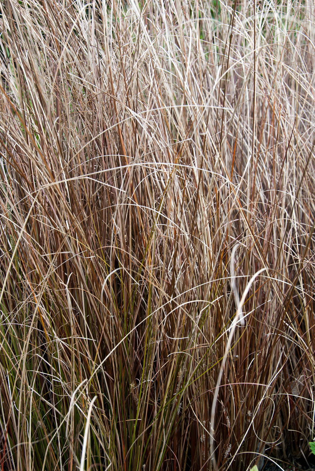 Carexbuchananii