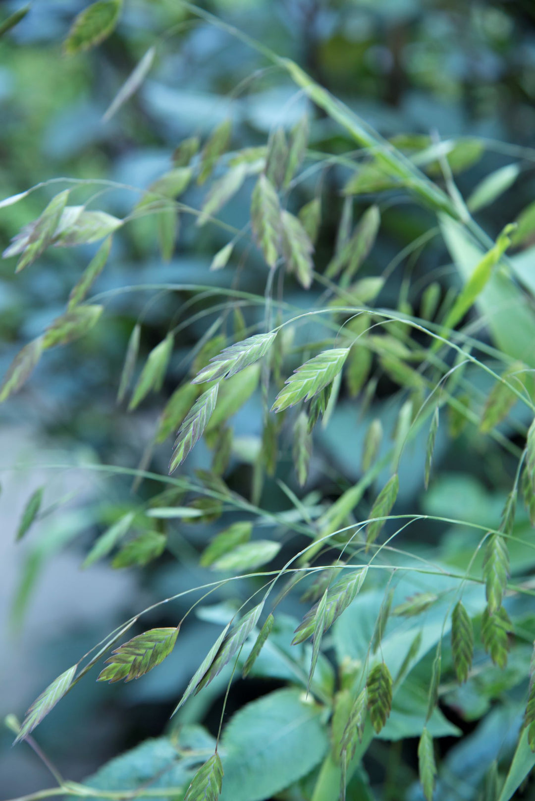Chasmanthium latifolium