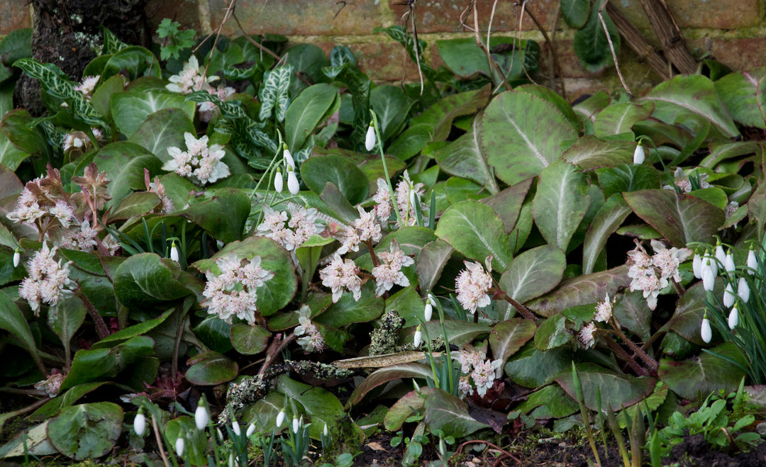 Chrysosplenium macrophyllum