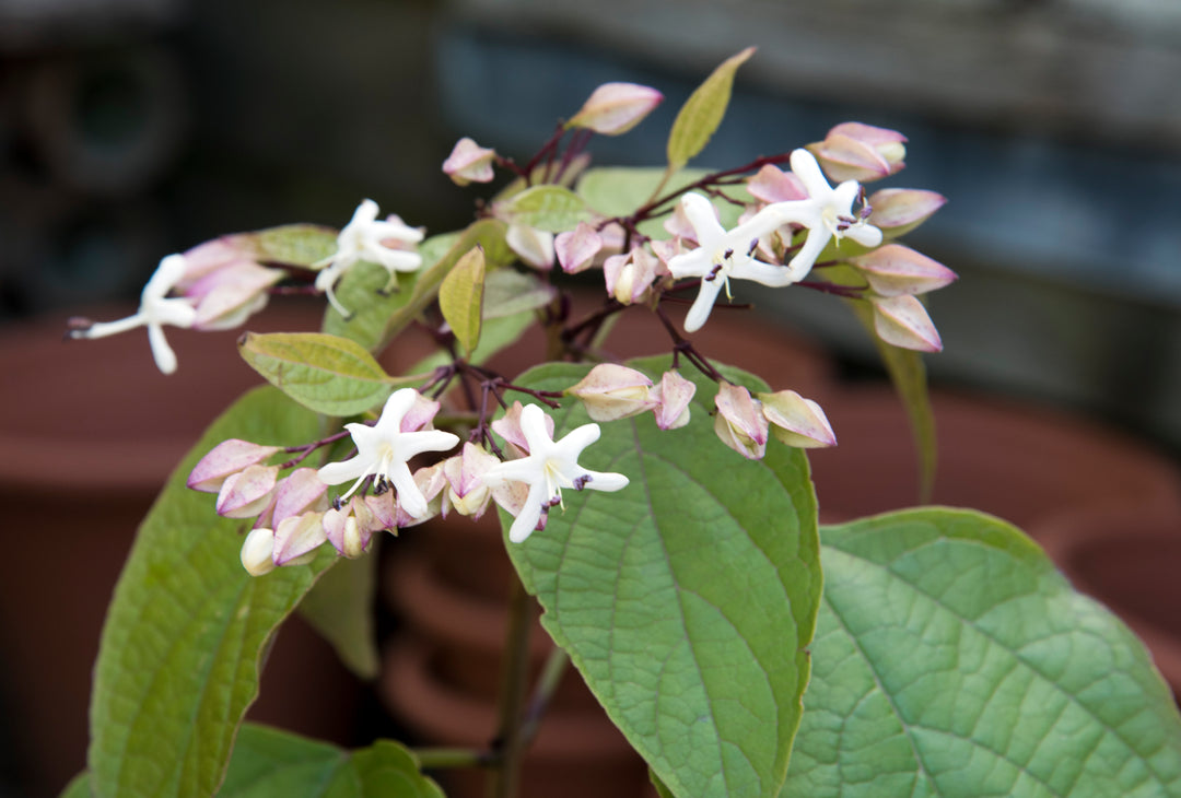 Clerodendrum trichotomum var. fargesii AGM