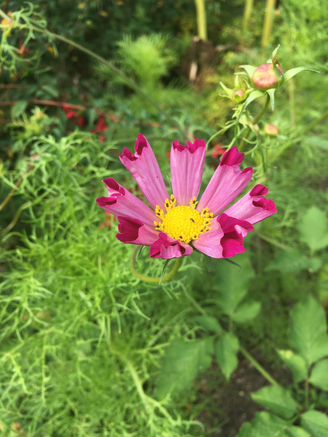 Great Dixter Seed-  Cosmos b. Pied Piper Red